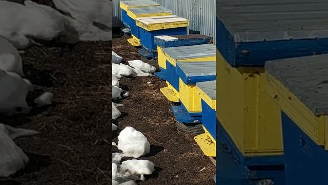 облёт пчёл 2020 смотреть онлайн