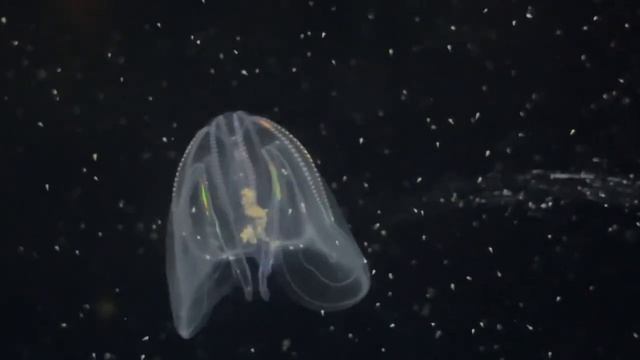 Comb jelly at Birch Aquarium January 2023 смотреть онлайн