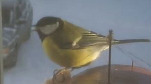 Синица ест сало