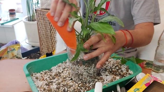 Спатифиллюм Дели Индонезия и Купидо на фитиле в одном кашпо