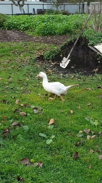 Индоутки-охотники. смотреть онлайн