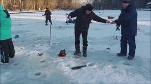 Поимки и сходы форели на запуске и в полях. Клёвое место, Лосиный остров, верхний водоём.