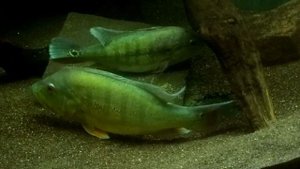 Cichla intermedia