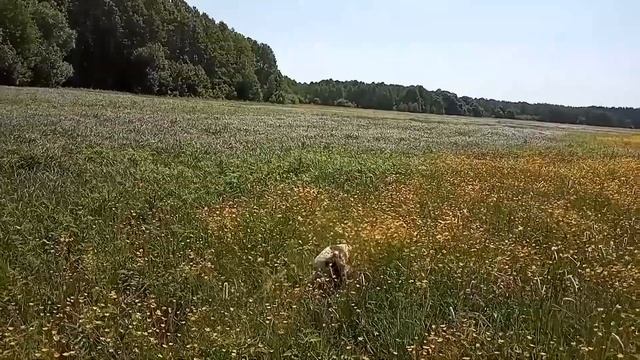 Работа спаниеля по коростелю 08.06.19 г
