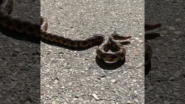 Fox Snake #1 смотреть онлайн