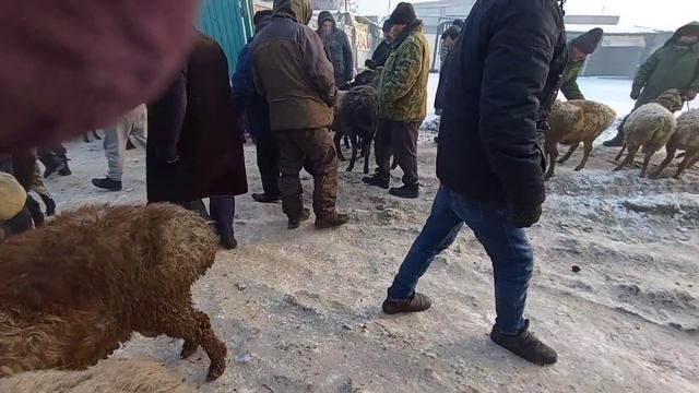 14 января 2023 г. пригородный мал базар
