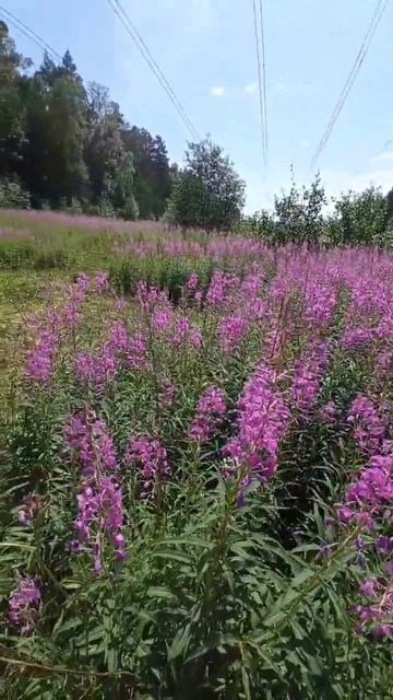 Сбор Иван Чая☀🙌🌿 смотреть онлайн