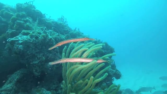 A Pair of Trumpetfish смотреть онлайн