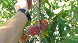 Персик Пинк Пич 30.07.2021