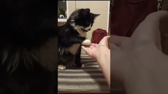 Хозяйка угощает Лëву фейхоа)))) смотреть онлайн