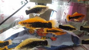 Меченосец. Меченосец Кубинский