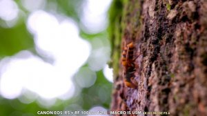 장수말벌 & 풍이  갈참나무 수액터 다큐 / Canon RF 100mm F2.8 L MACRO IS USM [FIELD MACRO VIDEO TEST]