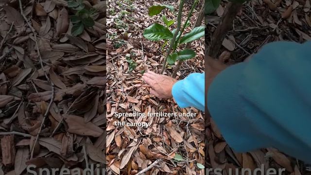 Growing Citrus Trees