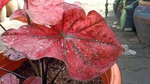 Festivia Caladium by Nawan Garden