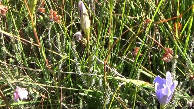 Klokjesgentiaan - Gentiana pneumonanthe смотреть онлайн