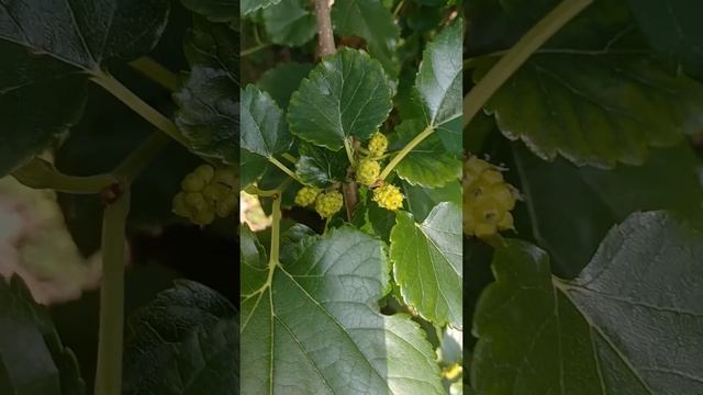 Morwa czarna w Naszym ogrodzie смотреть онлайн