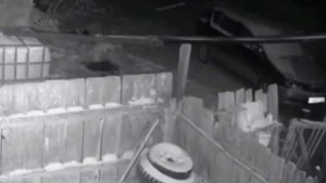 Тигр утащил собаку со двора в лес .