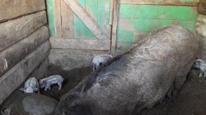 Свинья задавила поросят.Потери в нашем хозяйстве.😞Свинья задавила 7 поросят.