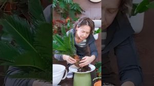 Пересадка комнатных растений. vol. 2 Цикас