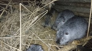 Квест "Найди под снегом тарелку". Привет от "СВАРЩИКА". 17.02.25