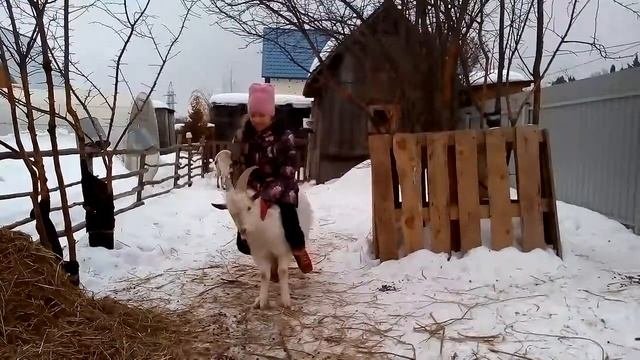 Ездовой Козёл