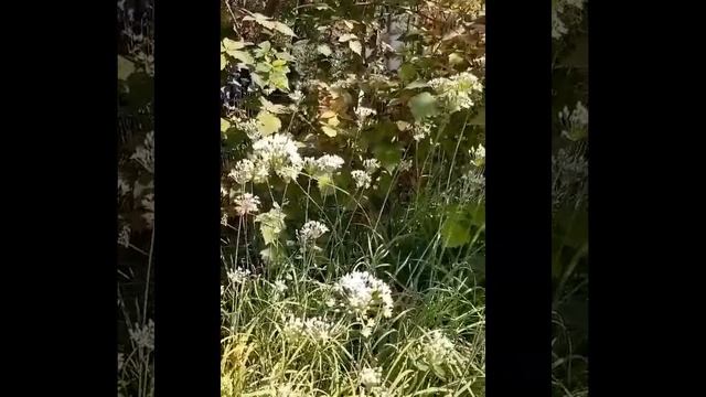 Лук-батун зацвел на здоровье людям и на радость бабочкам! смотреть онлайн