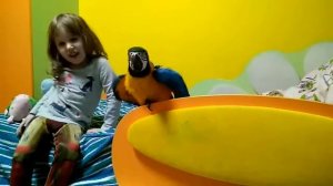 Ручной попугай ара балуется с ребёнком