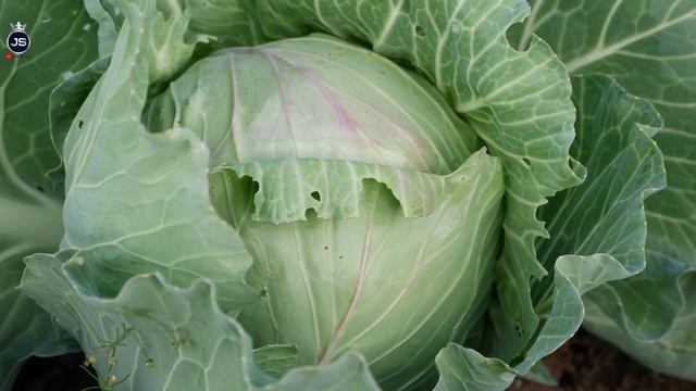 Pija e jetëgjatësisë që ndalon plakjen, pastron mëlçinë dhe mbron stomakun, ja si ta përgatisni смотреть онлайн