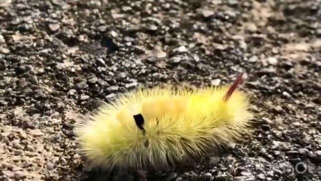 Pale Tussock Calliteara pudibunda смотреть онлайн