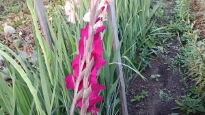 Копаю картошку.