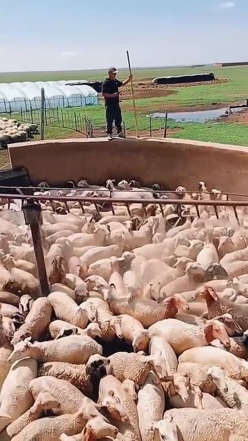 Sheep pen cooling process- Good tools and machinery can increase work efficiency смотреть онлайн