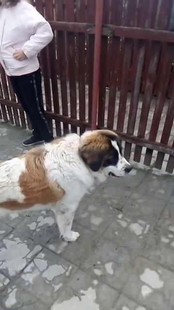 Барон играет с девочкой. Московская сторожевая. смотреть онлайн