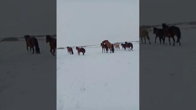 жайылымдағы жылкылар мугалжар айғыр