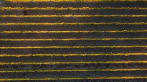 Невероятные краски осенних виноградников Крыма