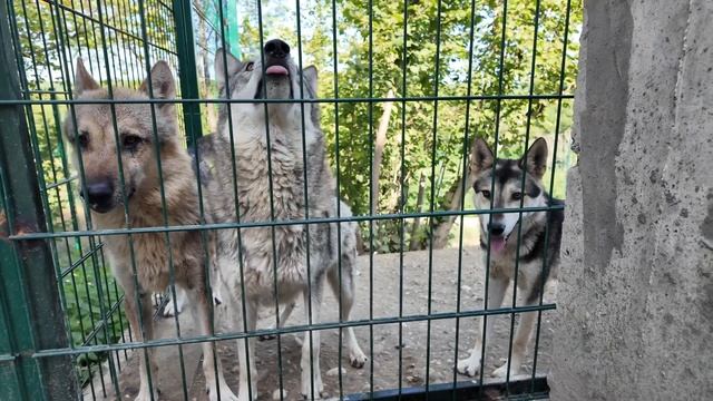 Питы и волки в замедленной съемке. Красивые животные, замедление в 4 раза. смотреть онлайн