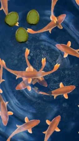 IOS Wallpaper Animation Koi Pond