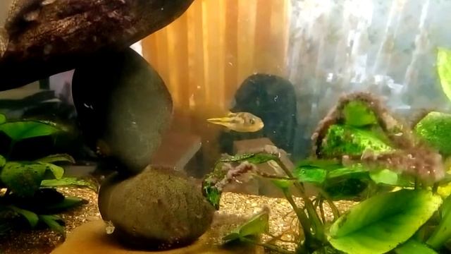 тетрисы смотреть онлайн