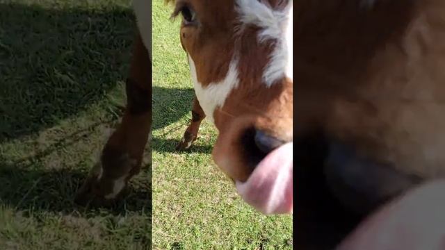 рыжий бык 🐂 юный блогер 🫶 смотреть онлайн