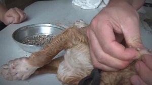 Animal Rescue in Action Removing Mango Worms from a Stray Dog