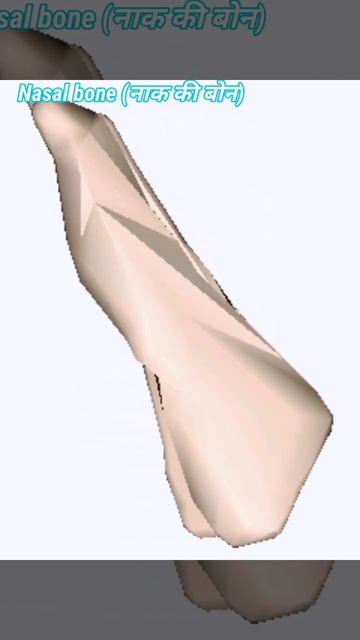 3D structure of Nasal bone 🦴 #anatomy_physiology #skeletalsystem #shortsvideo #doctorsahabji смотреть онлайн