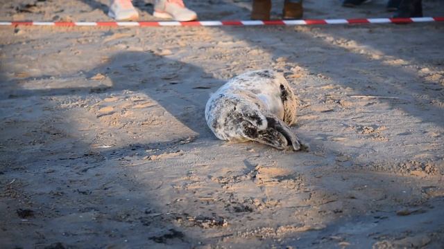 Рижская Школа БлоГГера / Blogger School Riga. SEAL