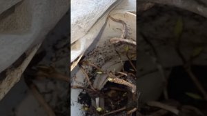 💥Раскрываю крупнолистные гортензии после зимы🌱#гортензиякрупнолистная #гортензии