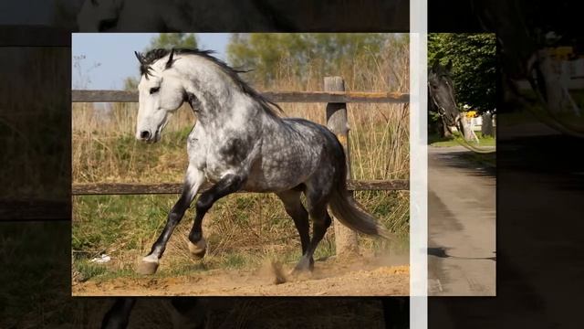 орловские рысаки смотреть онлайн