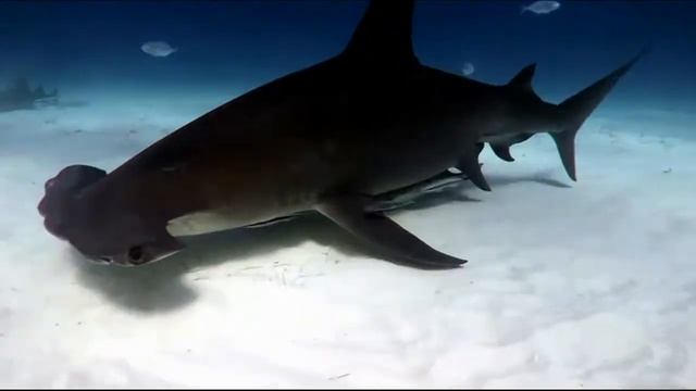 Tiger Вeach. Bahamas 2018 смотреть онлайн