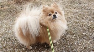 Шпиц, град и первая трава весны!