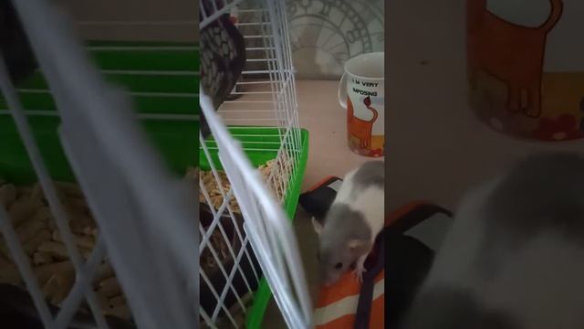 Хвост ест сыр смотреть онлайн