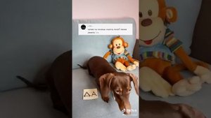 Чапик 💖👍💚😂🌌🌌🌌🌌