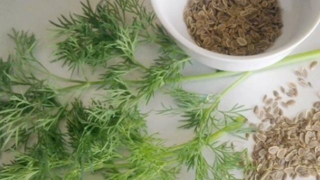 ВОТ ДЛЯ ЧЕГО НУЖНО ПИТЬ СЕМЕНА УКРОПА ИХ ПОЛЬЗА И ВРЕД … смотреть онлайн