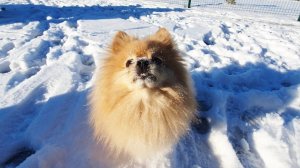 Снежная прогулка Баси по первому снегу!