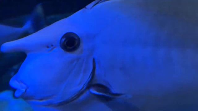 Blue spine unicorn fish смотреть онлайн